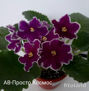 фиалка АВ-Просто Космос (844-235)