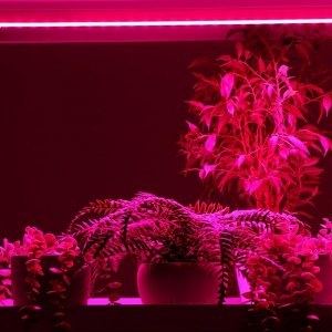 Фитосветильник светодиодный, 14 Вт, 872 мм, IP20, сине-красный спектр, фиолетовый, FITO-14W-W, «ЭРА»