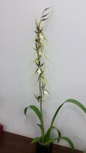 Brassia verrucosa 