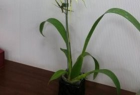 Brassia verrucosa 