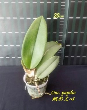 Onc. papilio