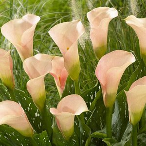 КАЛЛА КАПИТАН РОЗЕТТ