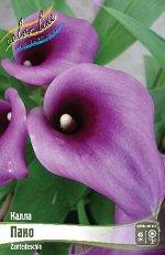 Zantedeschia Paco