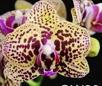 Phal. (Ark&#039;s Green Angel ? Chia E Yeline) ? Phal. Sin Yaun Golden Beauty 