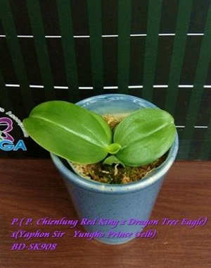 Phal. (Chienlung Red King x Dragon Tree Eagle) x Phal. (Yaphon Sir x Yungho Prince Gelb) (sib.)