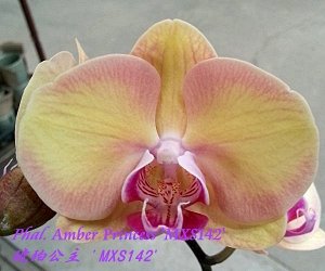 Phal. Amber Princess 'MXS142' 