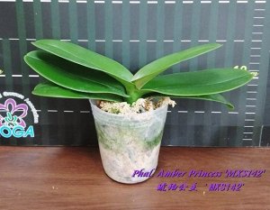 Phal. Amber Princess 'MXS142' 