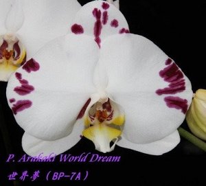 Phal. Arakaki World Dream 