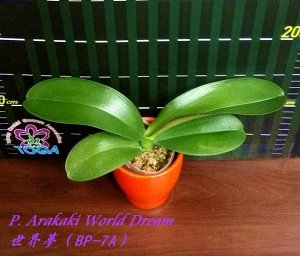 Phal. Arakaki World Dream 