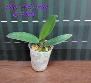 Phal. Ark’s Ray 