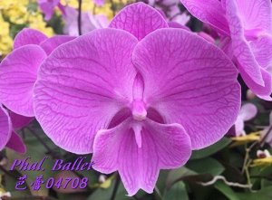 Phal. Ballet 