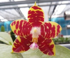 Phal. Brother Ambo Passion 'Hsia#49 