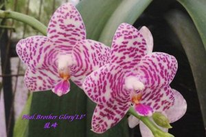 Phal. Brother Glory'LF' 