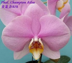 Phal. Champion Ailsa 