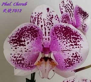 Phal. Cherub 