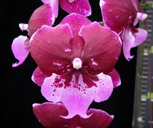 Phal. Chia Shing Hot Kiss'256' 