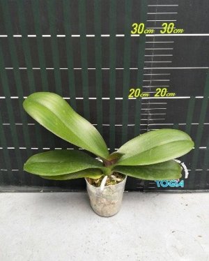 Phal. Chia Shing Hot Kiss'256' 