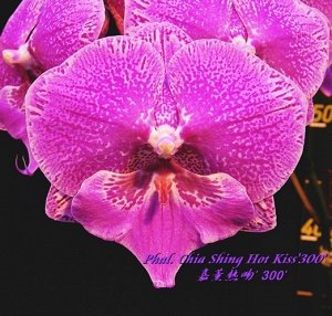 Phal. Chia Shing Hot Kiss'300' 