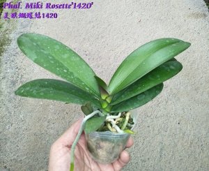 Phal. Chiada Gloria ? Phal. Yu Pin Pearl 