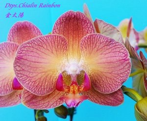 Phal. Chialin Rainbon 