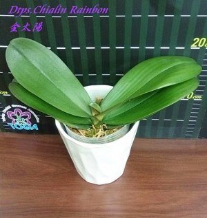 Phal. Chialin Rainbon 