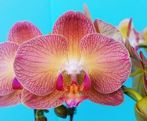 Phal. Chialin Rainbon 