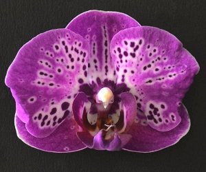 Phal. Chian Xen Violin ? Phal. Yu Pin Polar Star 