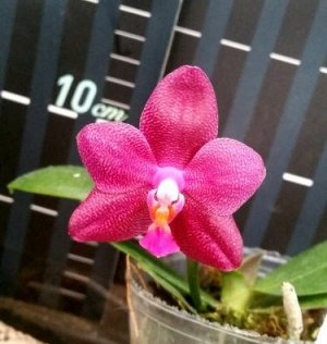 Phal. Ember 