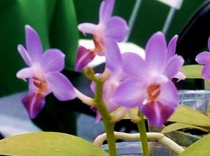 Phal. Evarise Blue Angel 