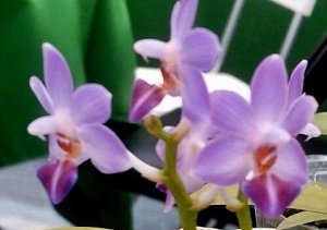 Phal. Evarise Blue Angel 