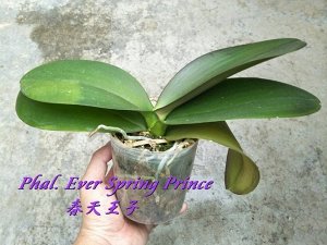 Phal. Ever Spring Prince (MC)(Color instability)