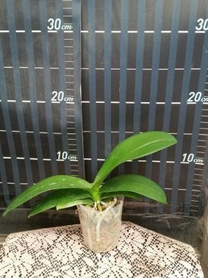 Phal. Fang Mei Sweet 'MXS054' (MC)