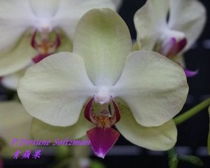 Phal. Fortune Saltzman 