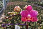 Phal. Fuhsing Strip ? Pahl. Sogo Kooper 