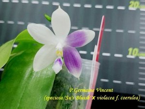 Phal. Germaine Vincent (=speciosa 'Su's Bluish' ? violacea f. coerulea) 
