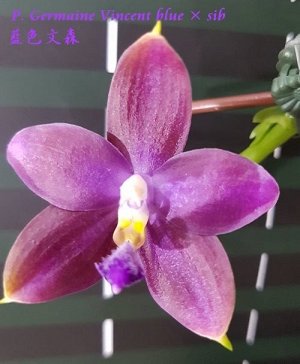 Phal. Germaine Vincent v.blue ? sib ароматный