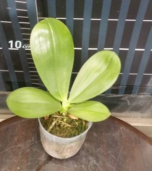 Phal. Hannover Passion (= Phal. Gelblieber ? Phal. mariae) ароматный