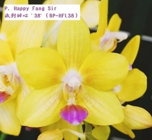 Phal. Happy Fang Sir ароматный