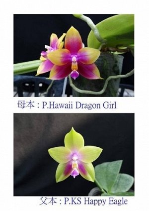 Phal. Hawaii Dragon Girl ? Phal. KS Happy Eagle ароматный