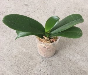 Phal. Heliodor (MC)