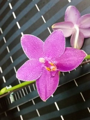 Phal. Ho's Lovely Amethyst 