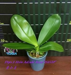 Phal. I-Hsin Adzuki Bean 'IS1570' 