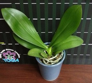 Phal. I-Hsin Cutie Honey ароматный