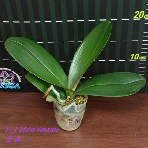 Phal. I-Hsin Sesame (MC)