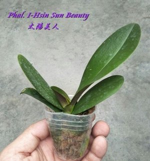 Phal. I-Hsin Sun Beauty 