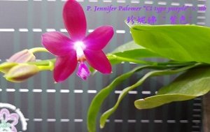 Phal. Jennifer Palomer 'C1 type purple' ? sib ароматный