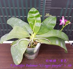 Phal. Jennifer Palomer 'C1 type purple' ? sib ароматный