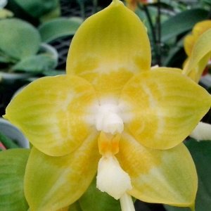 Phal. Joy spring Canary 'Joy' 