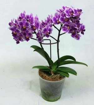 Phal. Lioulin Grape (MC) 