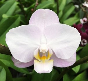 Phal. Liu's Sakura 'KF#4' 